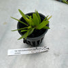 Bulbophyllum flaviflorum