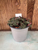 COMPOT Anoectochilus formosanus (4N) JEWEL ORCHIDS