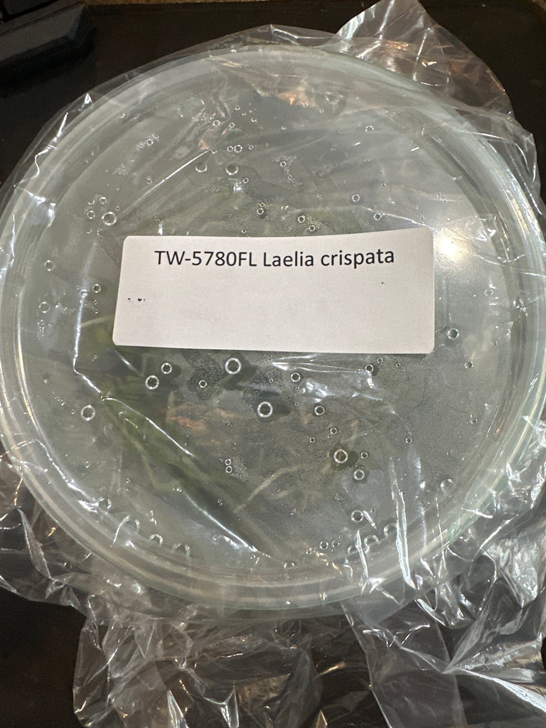 Flask Laelia crispata