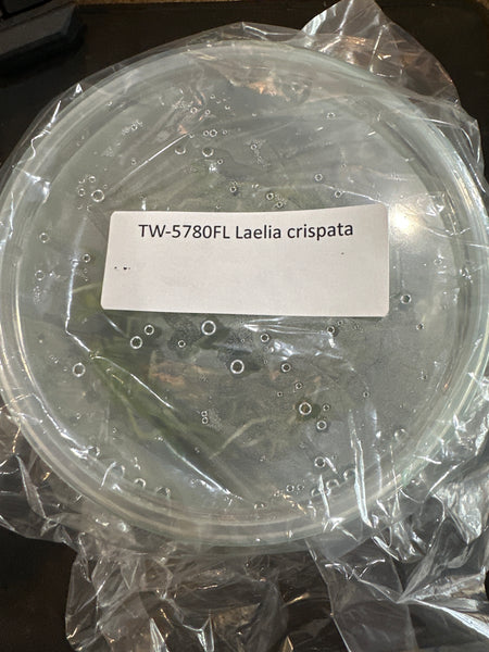 Flask Laelia crispata