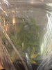 Flask Aspasia epidendroides