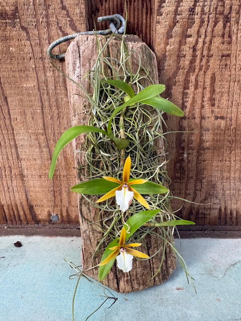 Encyclia polybulbon mounted