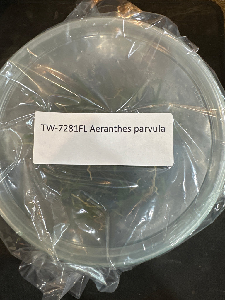 Flask Aeranthes parvula