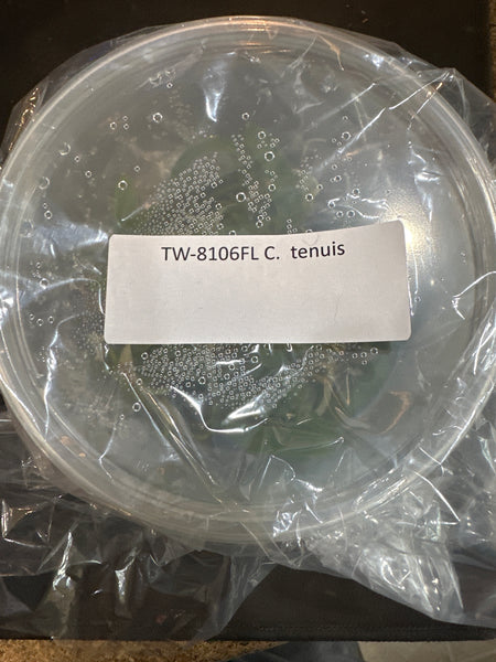 Flask C. tenuis