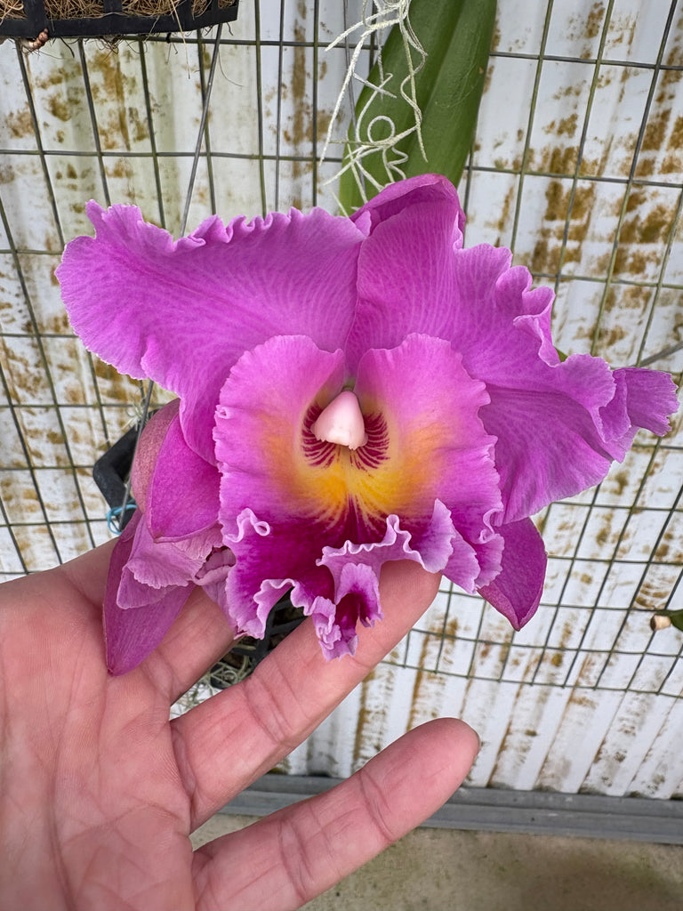 Rlc. Pink Empress ‘Bright Sun’