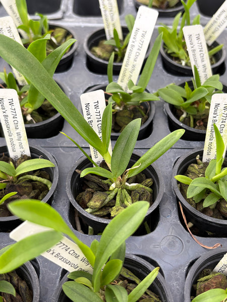 Ctna. Why Not ‘Super Nova’ x Brassavola venosa