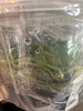 Flask Trichocentrum albococcineum
