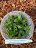 FLASK  Angraecum birrimense x Oeonia volucris