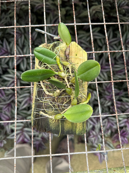 Bulbophyllum surigaense