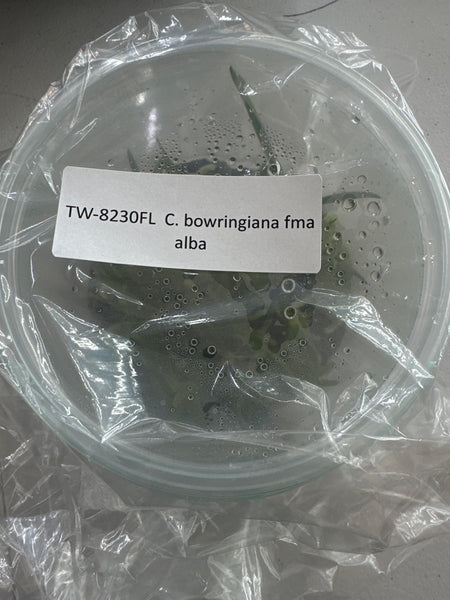 FLASK C bowringiana fma alba