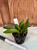 Laelia praestans f. alba x Sophronitis mantiqueriae