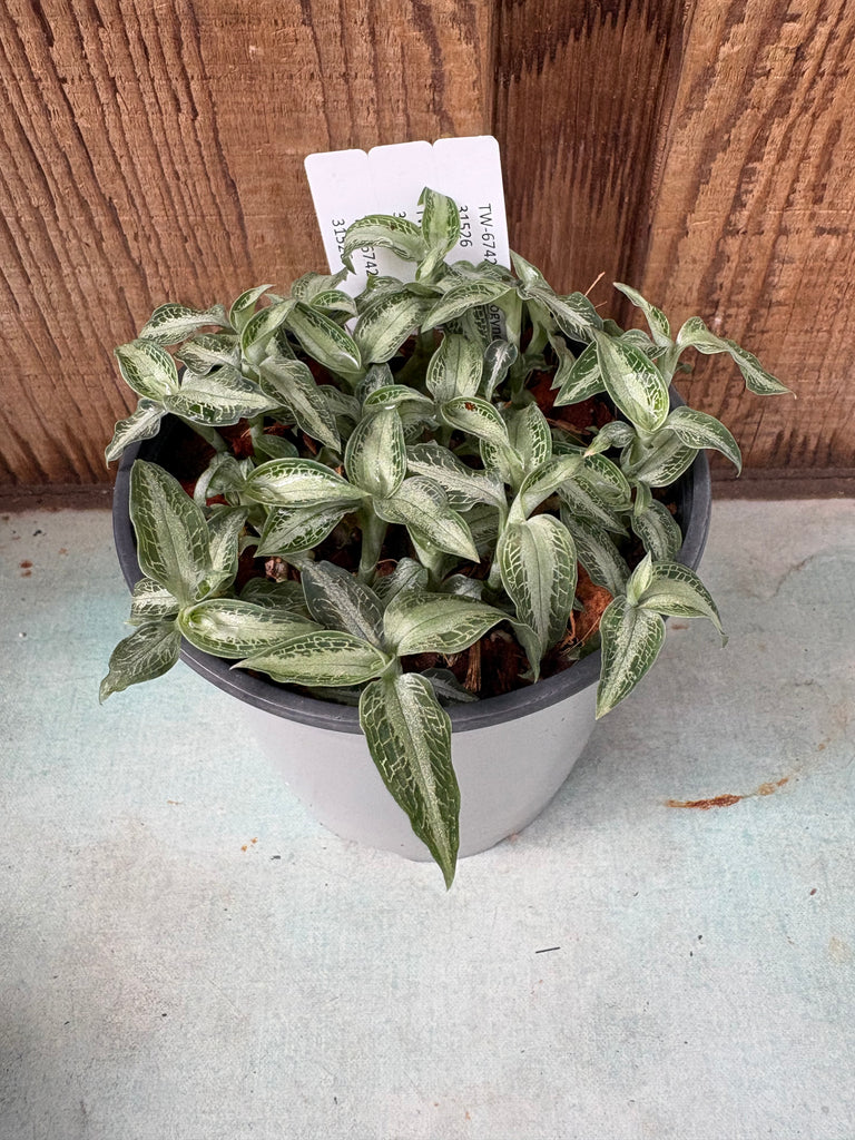 COMPOT Aspidogyne argentea JEWEL