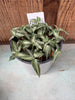 COMPOT Aspidogyne argentea JEWEL