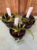 Vanda spathulata