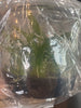 Flask Milt spectabilis v moreliana
