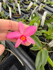 Laelia praestans f. alba x Sophronitis mantiqueriae