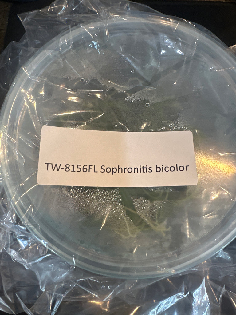 FLASK Sophronitis bicolor