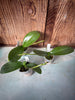 Phalaenopsis Hsinying Lollipop ‘Amethyst’