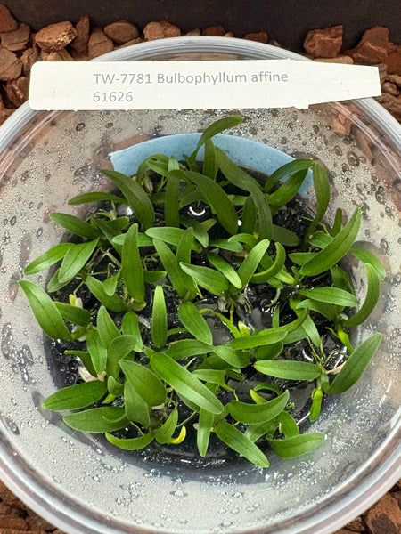 FLASK   Bulbophyllum affine