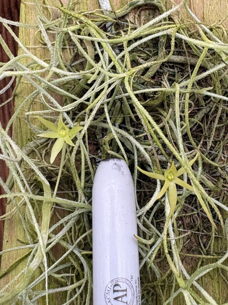 Dendrophylax barrettiae