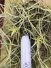 Dendrophylax barrettiae