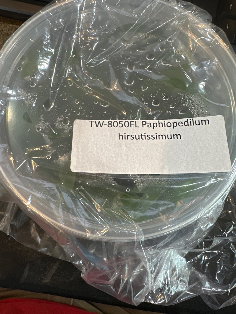 Flask Paph. hirsutissimum