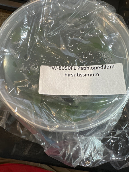 Flask Paph. hirsutissimum