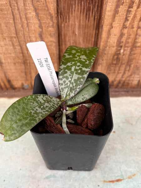 Phalaenopsis lindenii