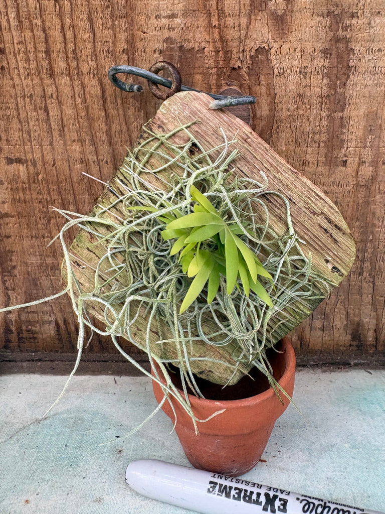 Oberonia rufilabris
