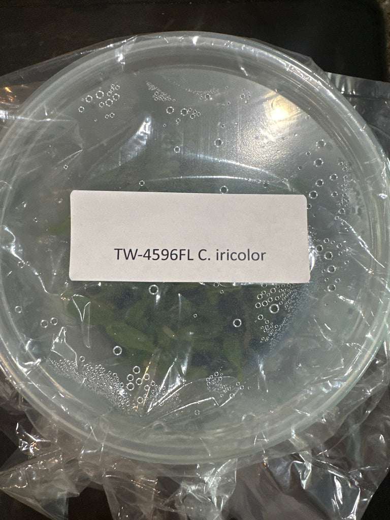Flask C iricolor