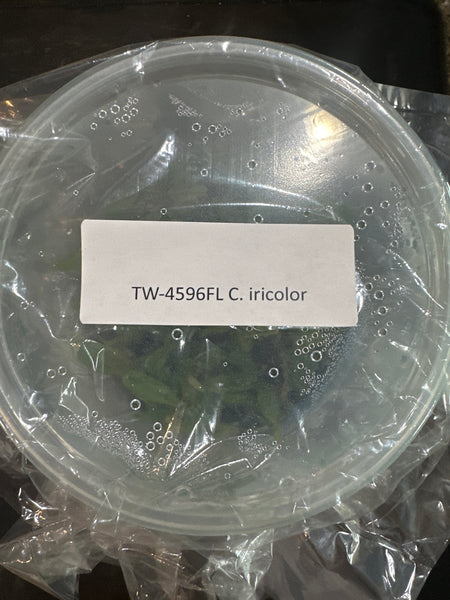 Flask C iricolor