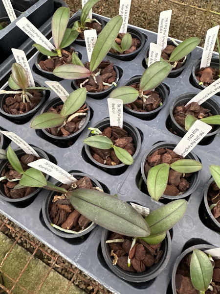 Phalaenopsis Tying Shin Golden Rose