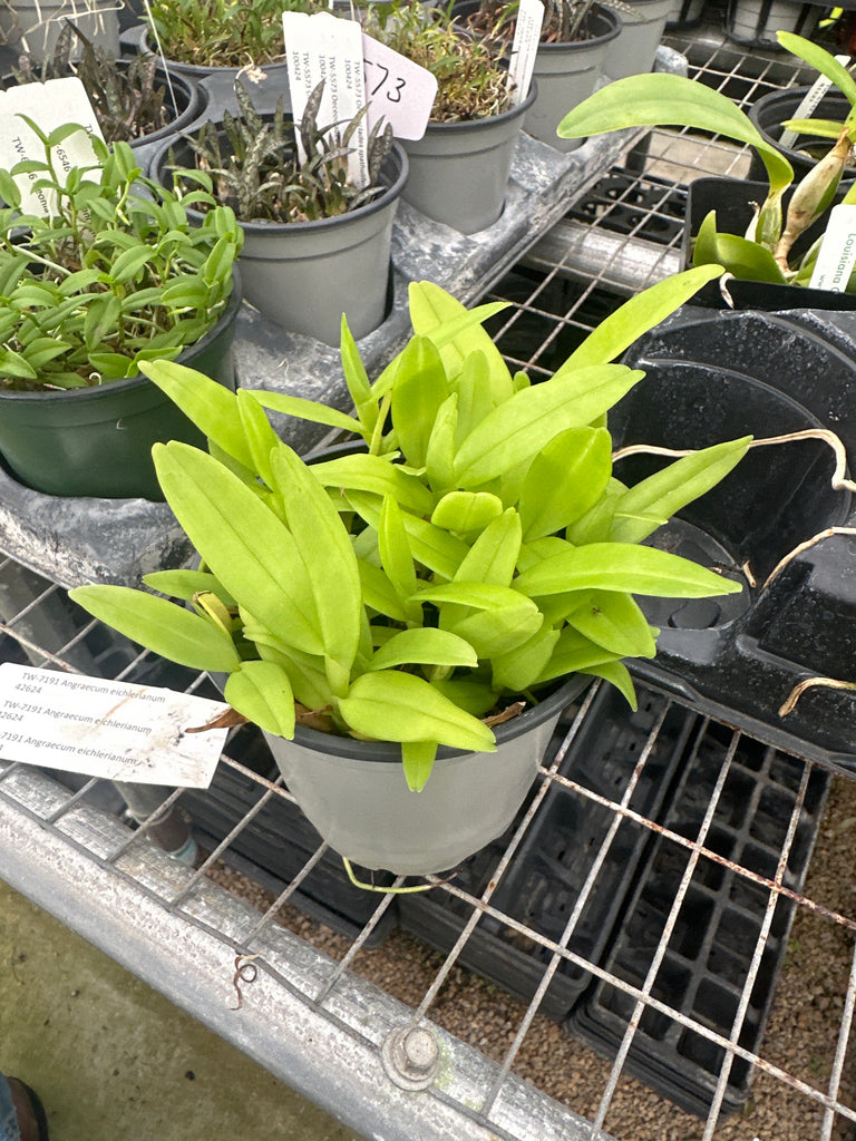 COMPOT — Angraecum eichlerianum