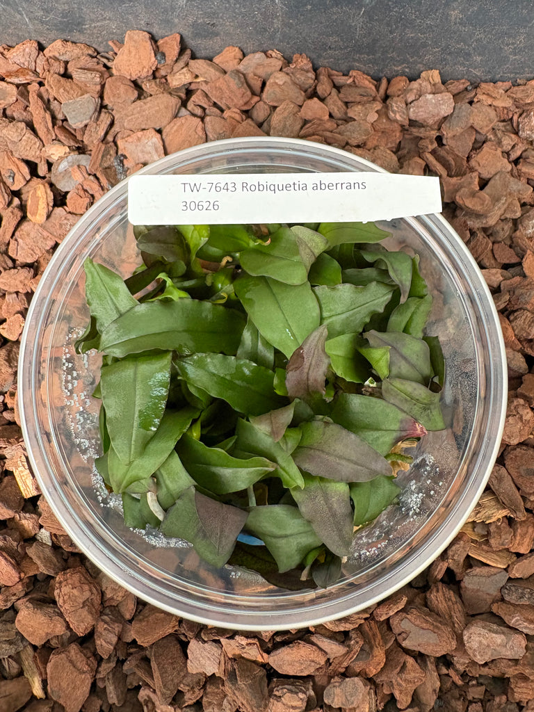 FLASK Robiquetia aberrans