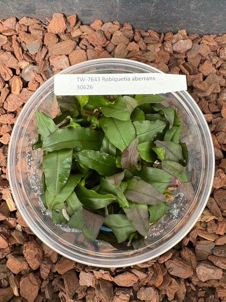 FLASK Robiquetia aberrans
