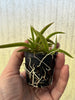 Tolumnia urophylla