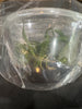 FLASK Bulb. cameronense