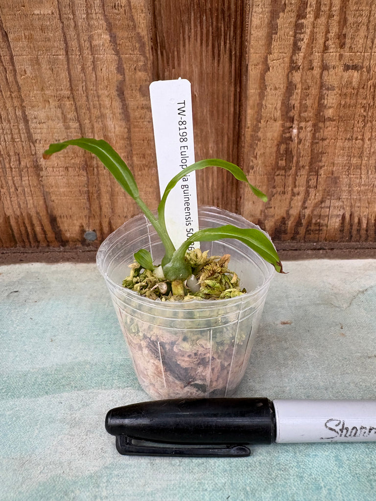Eulophia guineensis
