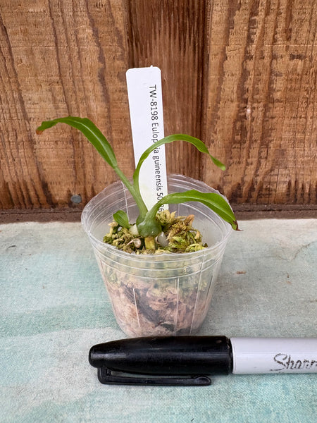 Eulophia guineensis