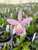 Laelia praestans alba x C. kerrii
