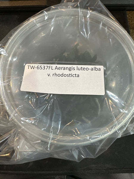 Flask Aerangis luteo-alba v rhodosticta