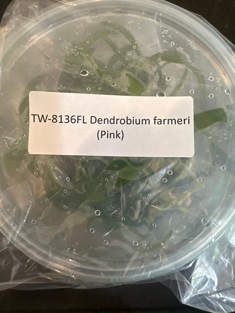 FLASK Dendrobium  farmeri (pink)