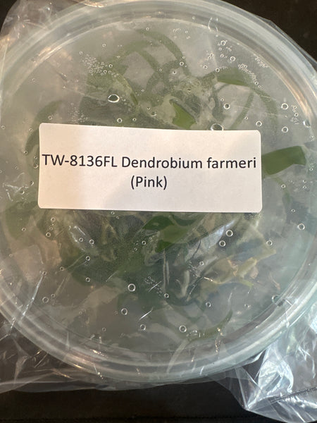 FLASK Dendrobium  farmeri (pink)
