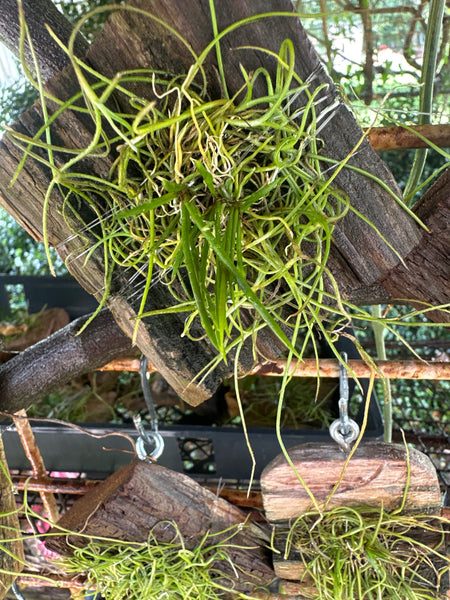 Tolumnia calochila