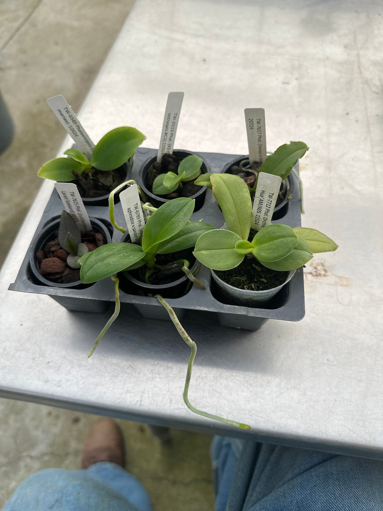 Phal. 6 Pack Hybrid Sampler