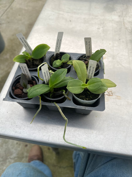 Phal. 6 Pack Hybrid Sampler