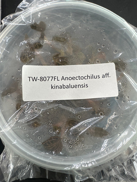 FLASK Jewel Anoectochilus aff kiabaluensis