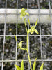 Dendrobium antennatum fma. albescens