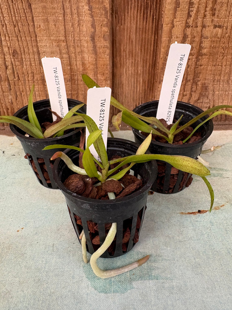 Vanda spathulata