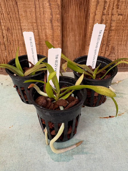 Vanda spathulata